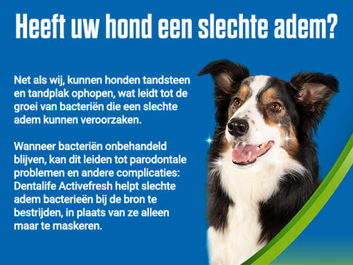 Gelukkige hond op blauwe achtergrond