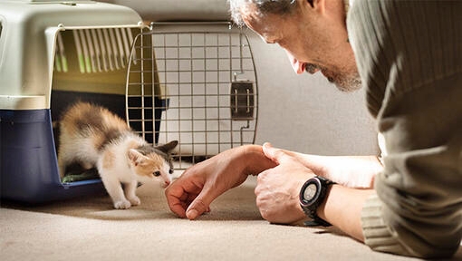 homme appelant le chat hors de sa cage