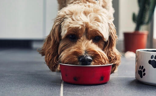 Chien mange dans un bol rouge