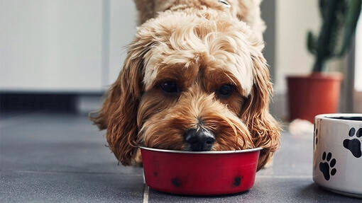 Chien mange dans un bol rouge