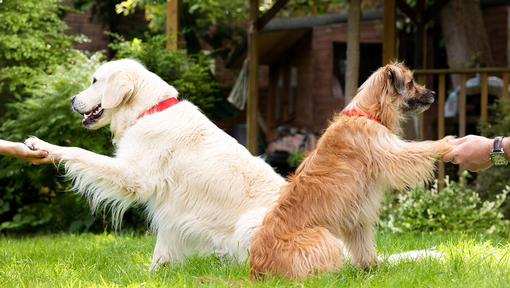 Honden die poten vasthouden