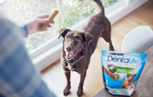 Chien regardant snack