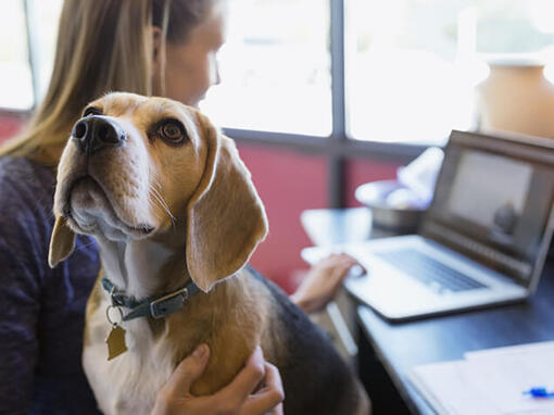 Beagle s'assoit sur les genoux du propriétaire pendant qu'elle travaille