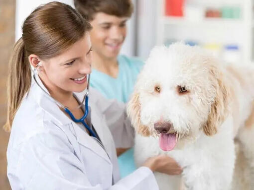 chien blanc assis sur une table chez un vétérinaire