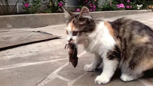 cat with a mouse in its mouth