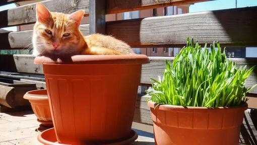 Pourquoi nos chats sont fous de l'herbe au chat ?