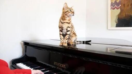 Do cats like music?
