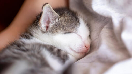 Petit chaton endormi sur le propriétaire