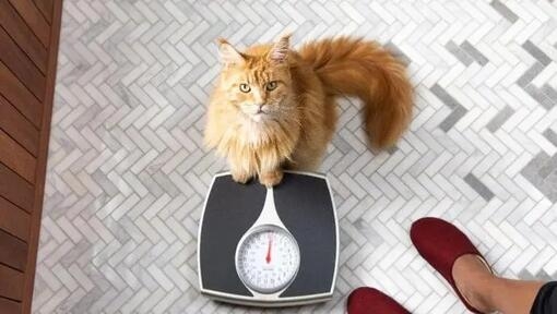 Is Your Cat Overweight?