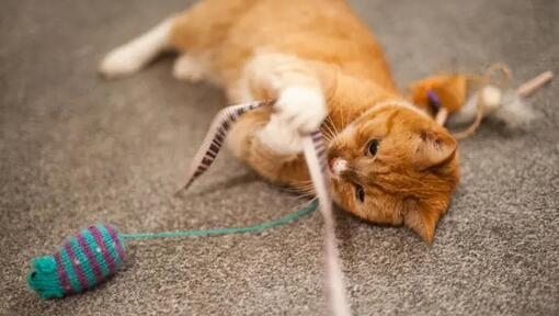 chat roux jouant avec une baguette en plumes