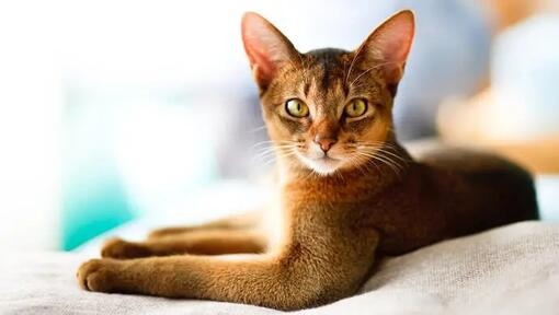 Mostly A) Abyssinian