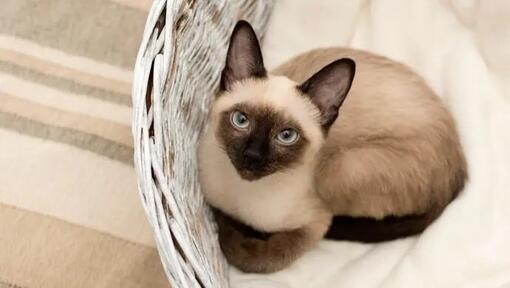 Mostly B) Siamese