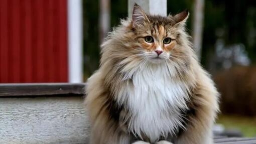 Mostly D) Maine Coon