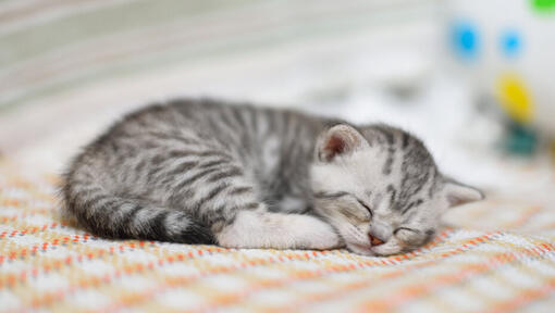 petit chaton dormant sur une couverture