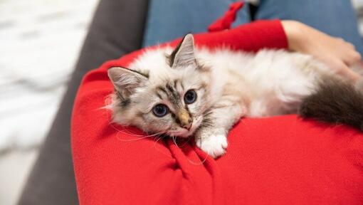 Chaton blanc moelleux aux yeux bleus allongé sur le propriétaire.