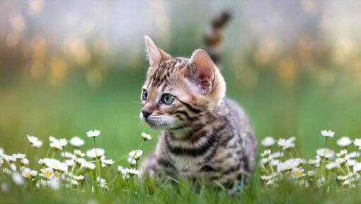 Chaton rayé foncé assis dans un champ de marguerites.