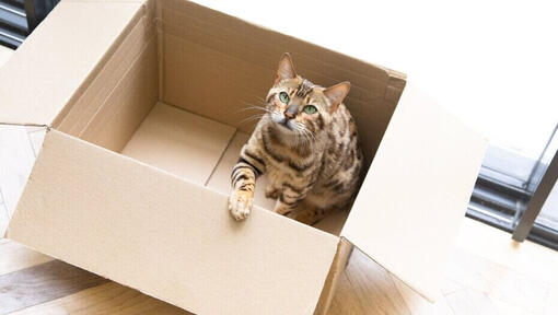 Chat bengal assis dans une boîte en carton.