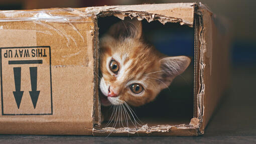 Chat roux se cachant dans une boîte en carton.