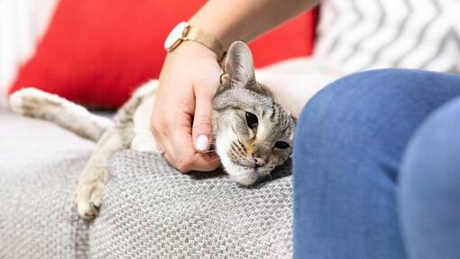 la femme caresse le chat sur le canapé