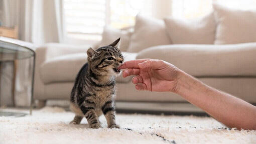 kitten bijt in vinger