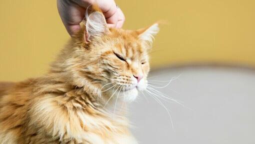 propriétaire grattant la tête de chat roux