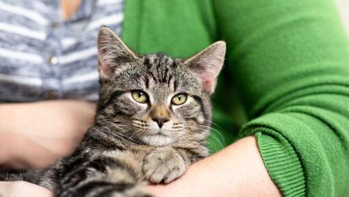 Chat à fourrure sombre assis dans les bras du propriétaire.