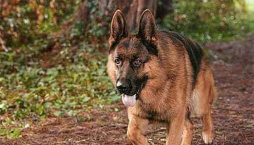 Duitse herder buiten op wandel 