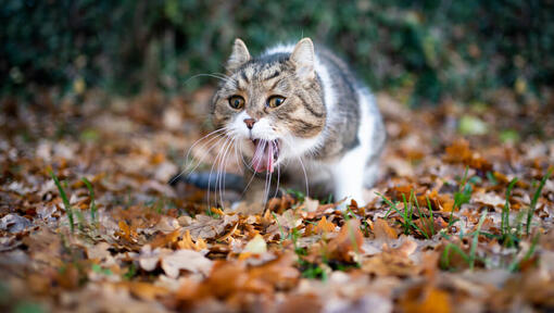 brakende kat buiten vooraanzicht