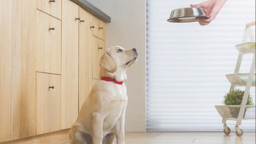 blonde labradorpup krijgt binnen te eten