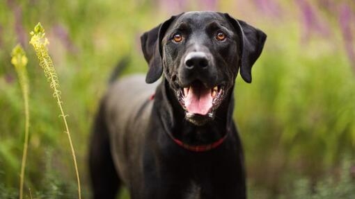 volwassen zwarte labrador buiten