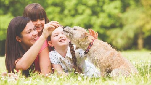 zittende kleine hond krijgt snoepje buiten