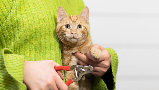 rosse tijgerkat met nagelknipper