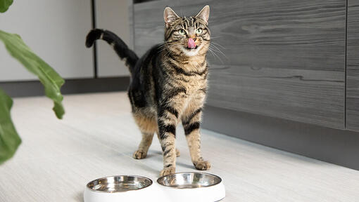 grijze tijgerkat likt mond schoon voor leeg eetbakje