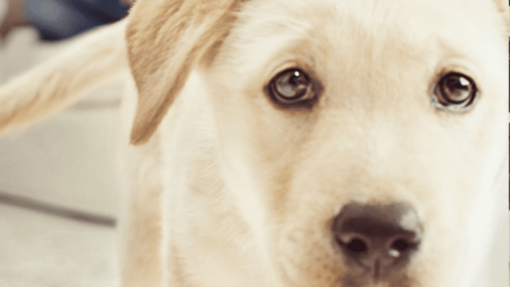 close-up gezicht van blonde labrador
