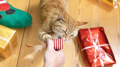 kat bijt een cadeautje