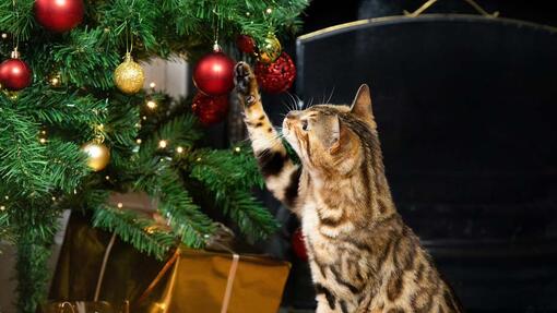 kat aan het spelen met een kerstbal