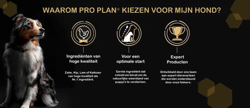 pro plan hond