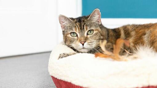 chatte couchée dans un panier