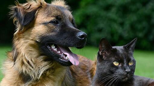 hond en kat ontspannen samen buiten