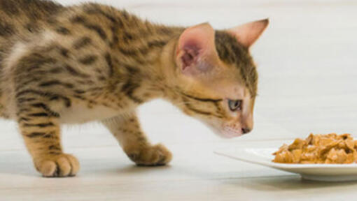 tijgerkatje aan bordje eten binnen