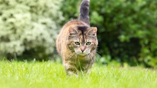 kat wandelt door gras