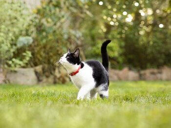 Zwart-witte kat die in het gras speelt