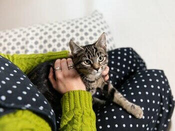 Cyperse kat op schoot van de eigenaar