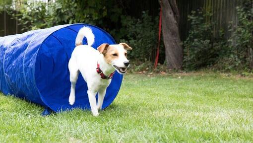 chien qui sort d’un tunnel bleu