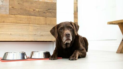 oude bruine labrador ligt naast twee eetbakken