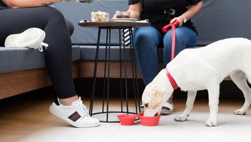 Puppy in café drinkt uit een bak onder de tafel
