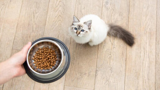 main qui sert une gamelle de croquettes à un chat blanc