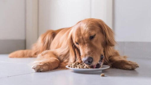 liggende hond eet brokjes van bord