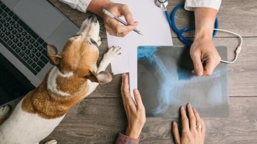 bovenaanzicht bureau met laptop, röntgenfoto, handen en jack russell