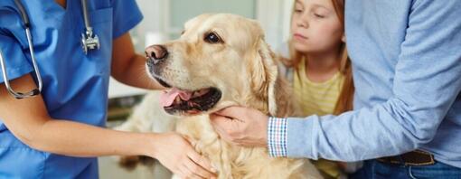 Waarom braakt mijn hond